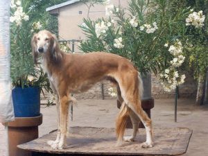 Rus porno kitob oqish Xotinim anal jinsiy aloqa bilan shugullanadi.