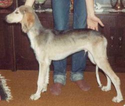 Profile picture of the animal