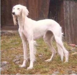 Profile picture of the animal