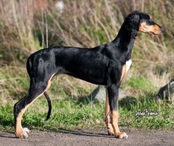 Profile picture of the animal