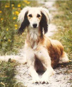 Profile picture of the animal