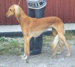 Profile picture of the animal