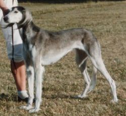 Profile picture of the animal