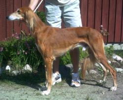 Profile picture of the animal