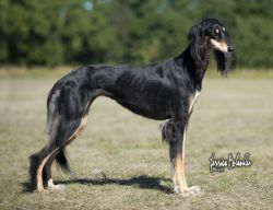 Profile picture of the animal