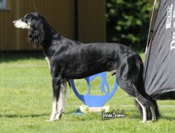 Profile picture of the animal