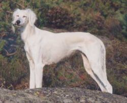 Profile picture of the animal