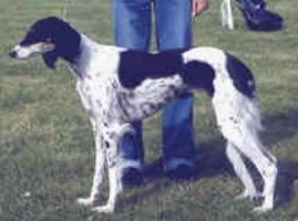 Profile picture of the animal
