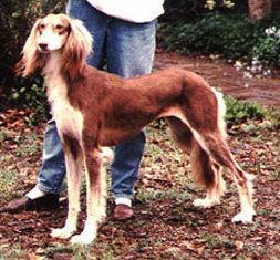 Profile picture of the animal