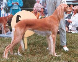 Profile picture of the animal