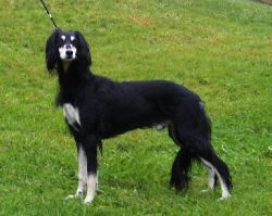 Profile picture of the animal