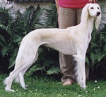 Profile picture of the animal