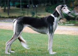 Profile picture of the animal