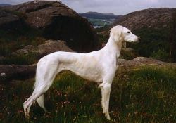 Profile picture of the animal