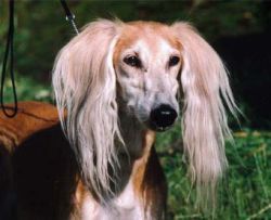 Profile picture of the animal