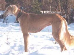 Profile picture of the animal
