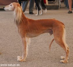 Profile picture of the animal