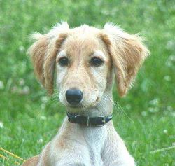 Profile picture of the animal