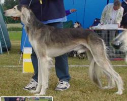 Profile picture of the animal