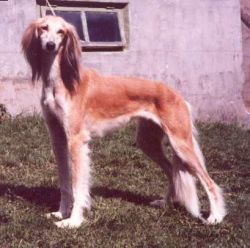 Profile picture of the animal