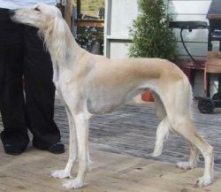Profile picture of the animal