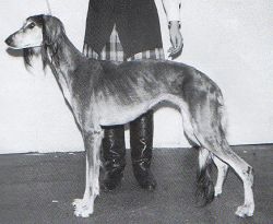 Profile picture of the animal