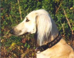 Profile picture of the animal