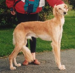 Profile picture of the animal