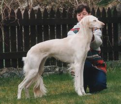 Profile picture of the animal