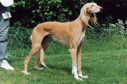 Profile picture of the animal