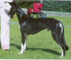 Profile picture of the animal