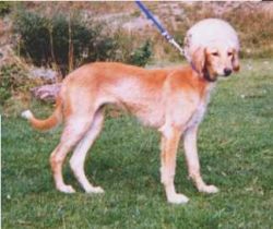 Profile picture of the animal