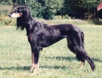 Profile picture of the animal