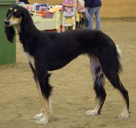 Profile picture of the animal
