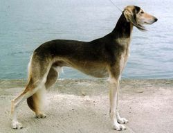 Profile picture of the animal