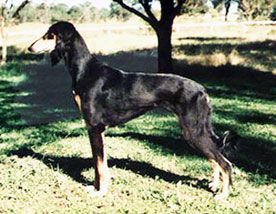 Profile picture of the animal