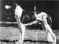 Profile picture of the animal