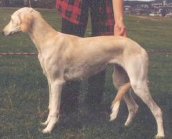 Profile picture of the animal