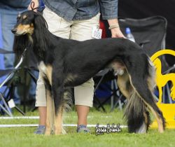 Profile picture of the animal