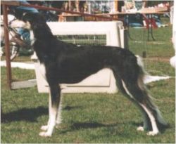 Profile picture of the animal
