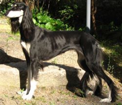 Profile picture of the animal