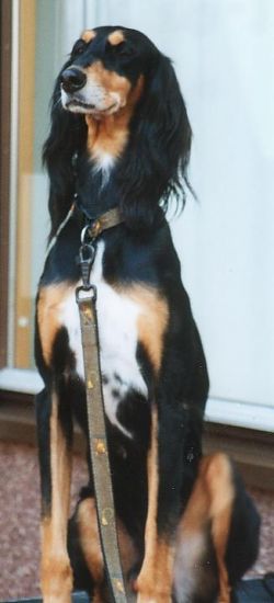 Profile picture of the animal