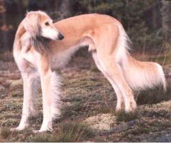 Profile picture of the animal