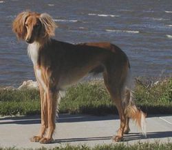 Profile picture of the animal