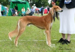 Profile picture of the animal