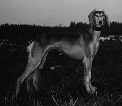 Profile picture of the animal