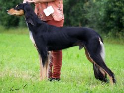 Profile picture of the animal