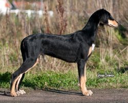 Profile picture of the animal