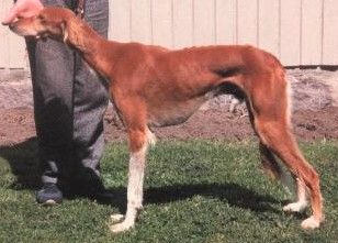 Profile picture of the animal