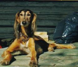 Profile picture of the animal